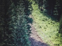 Mountain Wald (1 von 1)-50